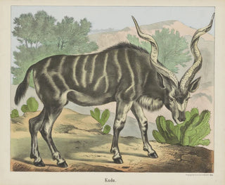 Joseph Scholz - Kudu.webp