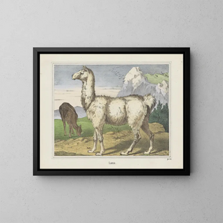 Joseph Scholz - Lama.webp
