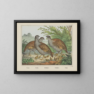 Joseph Scholz - Partridges.webp