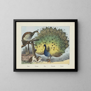 Joseph Scholz - Peacock.webp