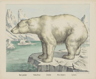 Orso polare - Joseph Scholz — vista dell’opera