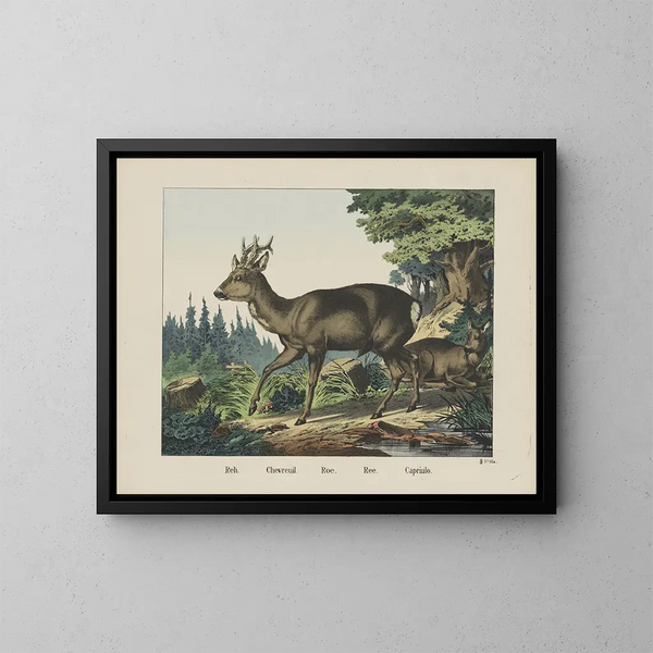 Roe - Joseph Scholz — quadro incorniciato alla parete