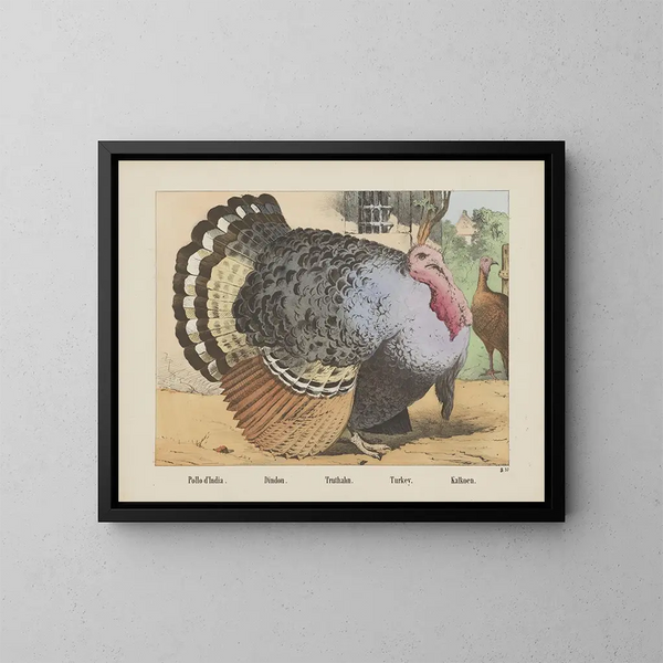 Tacchino - Joseph Scholz — quadro incorniciato alla parete
