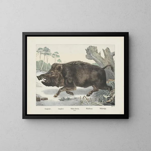Cinghiale - Joseph Scholz — quadro incorniciato alla parete