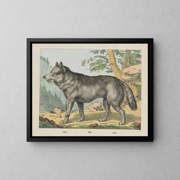 Lupo - Joseph Scholz — quadro incorniciato alla parete