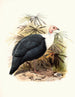Agelastes meleagrides - Joseph Smit — vista dell’opera