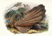 Argus giganteus - Joseph Smit — vista dell’opera