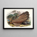Argus giganteus - Joseph Smit — quadro incorniciato alla parete