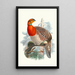 Ceriornis Blythii - Joseph Smit — quadro incorniciato alla parete