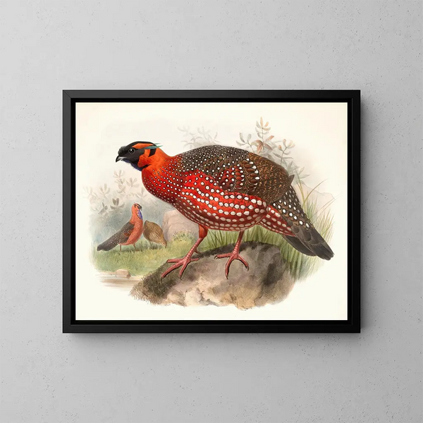 Ceriornis satyra - Joseph Smit — quadro incorniciato alla parete