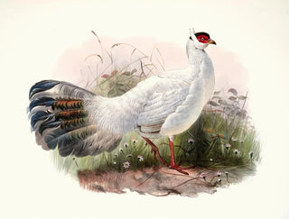 Crossoptilon Drouynii - Joseph Smit — vista dell’opera