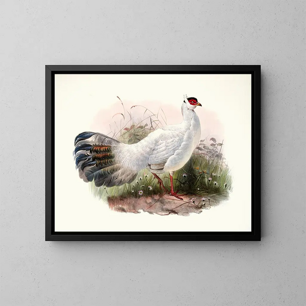 Crossoptilon Drouynii - Joseph Smit — quadro incorniciato alla parete