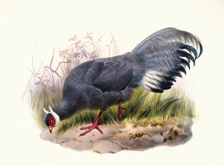 Crossoptilon auritum - Joseph Smit — vista dell’opera