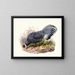 Crossoptilon auritum - Joseph Smit — quadro incorniciato alla parete