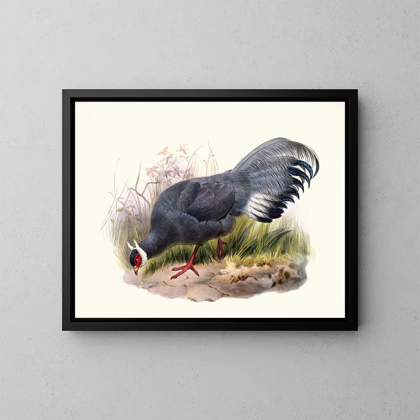 Crossoptilon auritum - Joseph Smit — quadro incorniciato alla parete