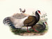Crossoptilon mantchuricum - Joseph Smit — vista dell’opera