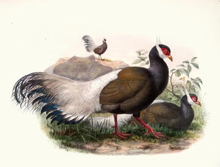 Joseph Smit - Crossoptilon mantchuricum.webp
