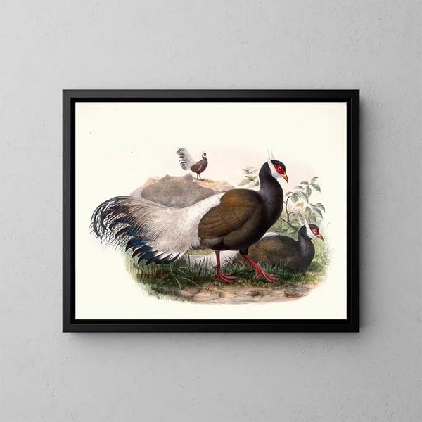 Crossoptilon mantchuricum - Joseph Smit — quadro incorniciato alla parete