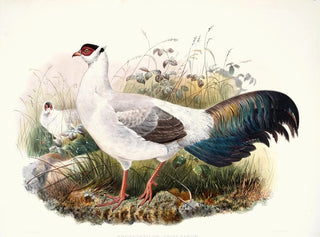 Crossoptilon thibetanum - Joseph Smit — vista dell’opera
