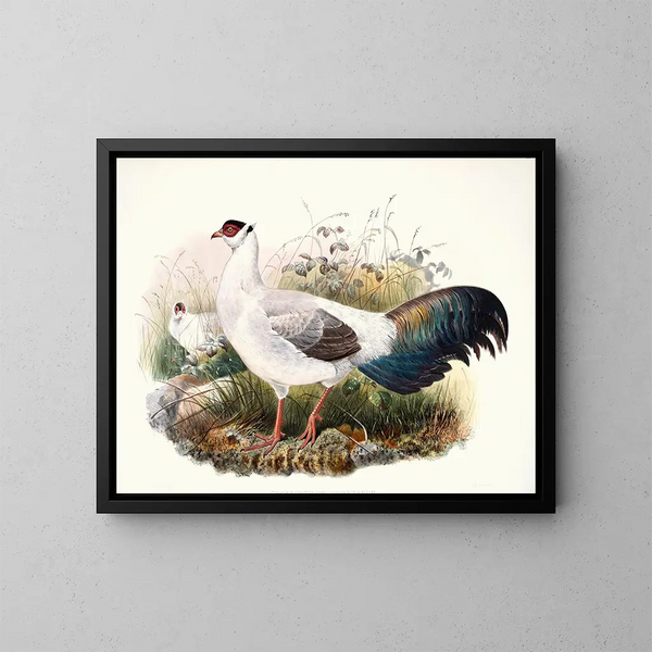 Crossoptilon thibetanum - Joseph Smit — quadro incorniciato alla parete