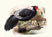Euplocamus Horsefieldii - Joseph Smit — vista dell’opera