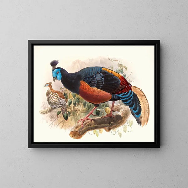 Euplocame nobile - Joseph Smit — quadro incorniciato alla parete