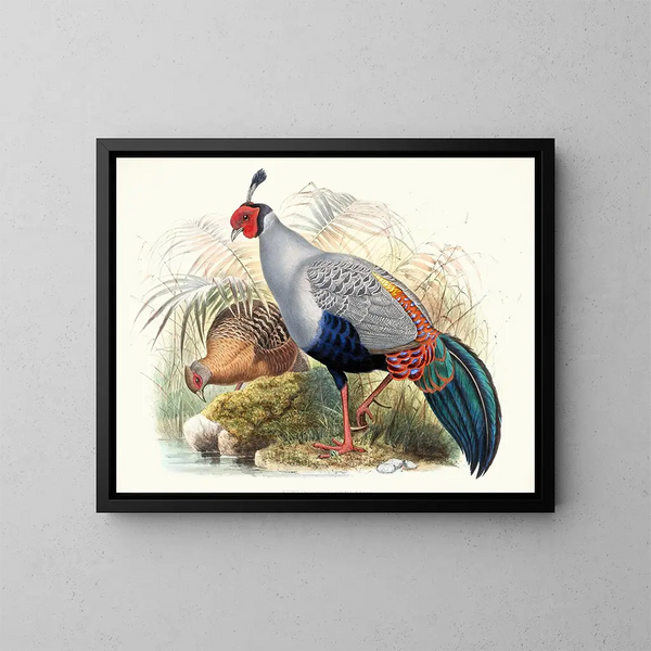 Euplocamus prlatus - Joseph Smit — quadro incorniciato alla parete