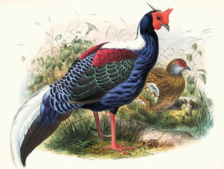 Euplocomus Swinhoei - Joseph Smit — vista dell’opera