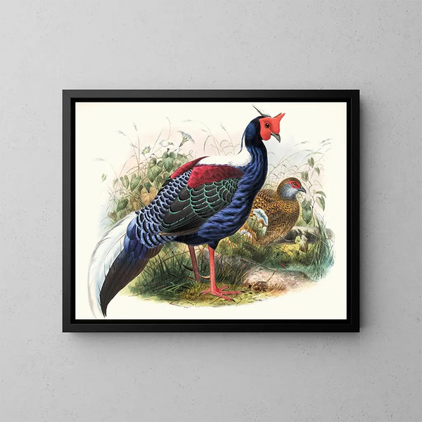 Euplocomus Swinhoei - Joseph Smit — quadro incorniciato alla parete