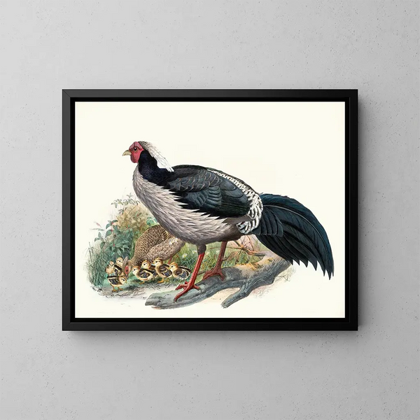 Euplocomus albocristatus - Joseph Smit — quadro incorniciato alla parete