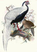 Euplocomus nycthemerus - Joseph Smit — vista dell’opera