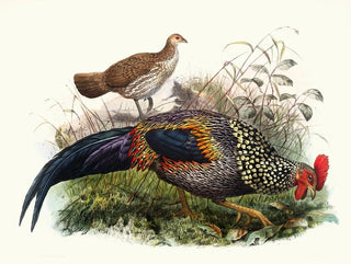 Il gallo di Sonnerat - Joseph Smit — vista dell’opera