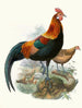 Un gallo arrugginito - Joseph Smit — vista dell’opera