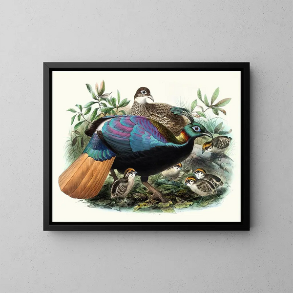 Lophophore impeyanus - Joseph Smit — quadro incorniciato alla parete