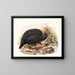 Numida incoronata - Joseph Smit — quadro incorniciato alla parete