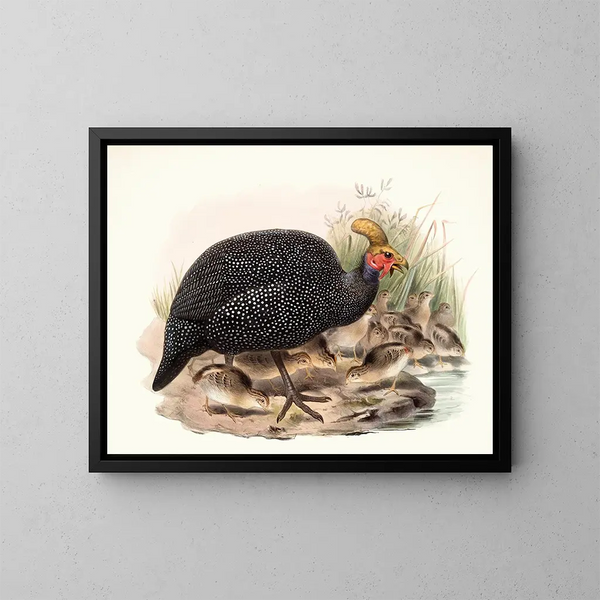 Numida incoronata - Joseph Smit — quadro incorniciato alla parete