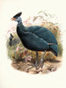 Numida plumifera - Joseph Smit — vista dell’opera