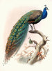 Pavo cristatus - Joseph Smit — vista dell’opera