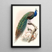 Pavo cristatus - Joseph Smit — quadro incorniciato alla parete