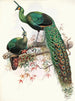 Pavo muticus - Joseph Smit — vista dell’opera