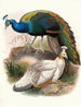 Pavo nigripennis - Joseph Smit — vista dell’opera