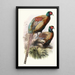 Phasianus Deccollatus - Joseph Smit — quadro incorniciato alla parete