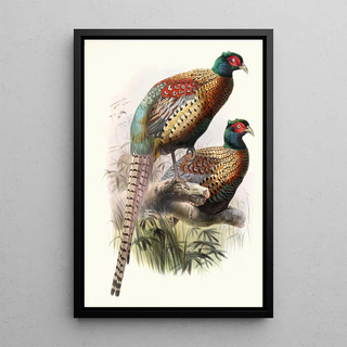 Joseph Smit - Phasianus Deccollatus.webp