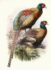 Phasianus Deccollatus - Joseph Smit — vista dell’opera