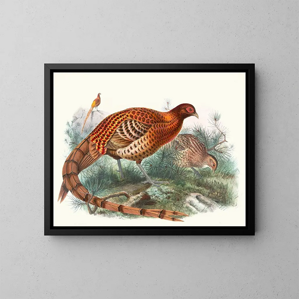Phasianus Soemmerringii - Joseph Smit — quadro incorniciato alla parete