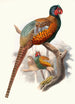 Phasianus elegans - Joseph Smit — vista dell’opera