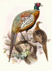 Phasianus formosanus - Joseph Smit — vista dell’opera