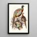 Phasianus formosanus - Joseph Smit — quadro incorniciato alla parete