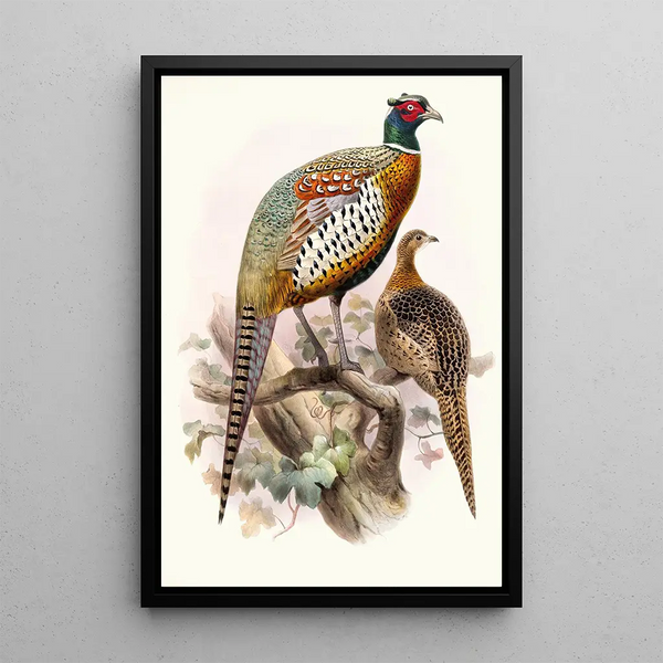 Joseph Smit - Phasianus formosanus.webp