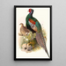 Phasianus versicolor - Joseph Smit — quadro incorniciato alla parete